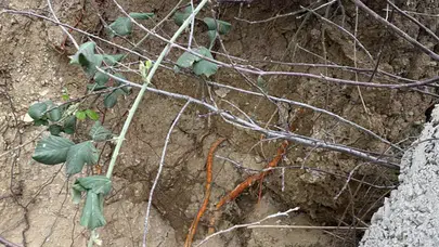 Kocaeli’de fidan dikimi sırasında insan kemikleri bulundu!