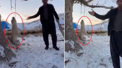 “Çok yiyor” diyerek köpeğini ağaca asmıştı: O cani hakkında karar verildi