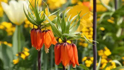 Ters lale nerede yetişir ve koparma cezası 2026 yılında ne kadar oldu?