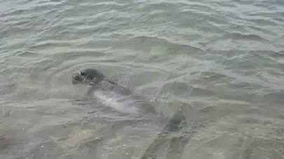 Ayvalık'ta Akdeniz Foku görüntülendi