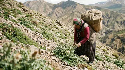 Kendiliğinden yetişiyor, kilosu 3000'e satılıyor