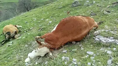 Elazığ’da yıldırım felaketi: 5 inek telef oldu