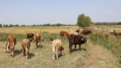 Köye dönüş projesinde destek şartları netleşti, evli ve bekara farklı ödeme modeli