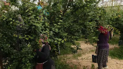 Hasadı başladı, fiyatı 200 TL'ye kadar düştü