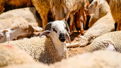 Kurbanlık Satışları İçin Tarihler Belli Oldu!