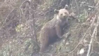 Sinop'ta yavru ayı görüntülendi: Kornaya basılınca panikledi