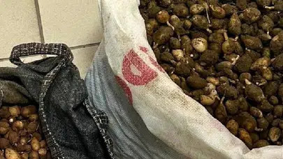 Nesli tehlike altında olan orkideyi toplayan kişiye rekor ceza