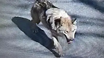 Güney Kore'de kurt alarmı: Hayvanat bahçesinden kaçtı, şehir merkezine indi