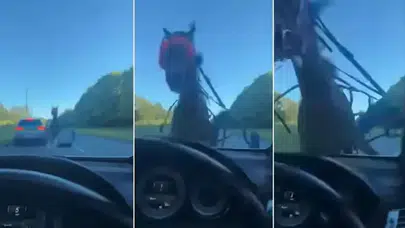 Kontrolden çıkan at lüks otomobile çarptı camlar paramparça oldu