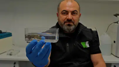 Kocaeli'nde üç yeni semender türü keşfedildi