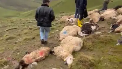 Van'da koyun sürüsüne yıldırım isabet etti: 30 hayvan telef oldu