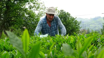 Tarım ve orman Bakanlığı açıkladı: 2026 yılı yaş çay alım fiyatı belli oldu
