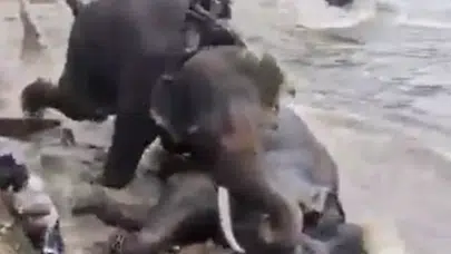 Hindistan’da fil kavgası faciaya sebep oldu: 1 turist öldü
