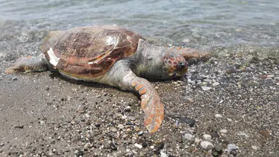 Muğla'da sahile vuran ölü caretta caretta bulundu