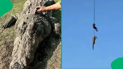 Selde kaybolan iş insanı dev timsahın midesinden çıktı