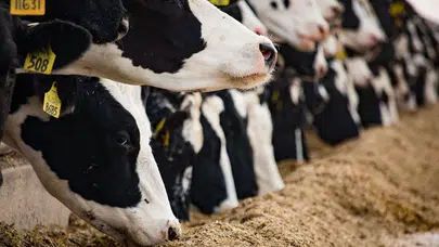 Polatlı’da yem karma makinesine kapılan çocuk yaşamını yitirdi