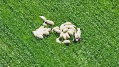 AFAD açıkladı: Amasya’da kaybolan 30 koyun dronla bulundu