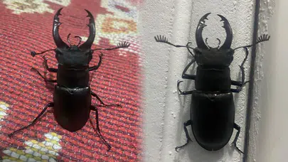 Muğla'da nadir görülen koruma altındaki geyik böceği görüntülendi