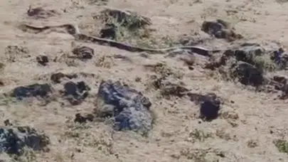 Diyarbakır'da 3 metrelik yılan görüntülendi