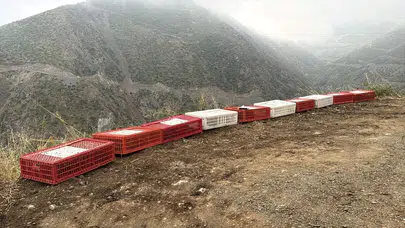 Hatay'da doğal yaşamı desteklemek amacıyla 400 keklik doğaya salındı