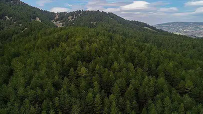 Bursa'da ormanlık alanlara giriş yasaklandı