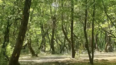 Adana Valiliği açıkladı: 11 Haziran'dan itibaren ormanlara giriş olmayacak