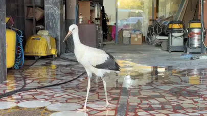 Karabük'te oto yıkama dükkanına sığınan leylek koruma altına alındı