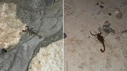 Adıyaman'da akrep paniği! Vatandaşlar acil ilaçlama çağrısı yaptı