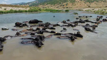 Muş'ta Afrika'yı andıran görüntüler! Mandaların serinleme molası ilgi çekti
