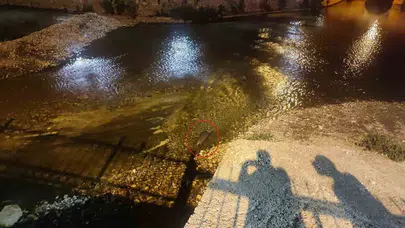 Nesli tehlike altındaki su samuru görüntülendi