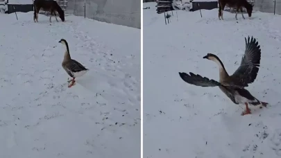 3 bin 500 TL verip kaz aldı, sonu büyük hüsranla bitti