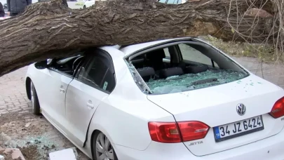 Bir saniyeyle kurtuldu! Lodos etkisiyle ağaç 4 aracın üzerine devrildi