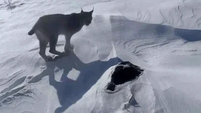 Karlıova’da vaşak görüntülendi: Nesli tükenmekte olan tür kamerada