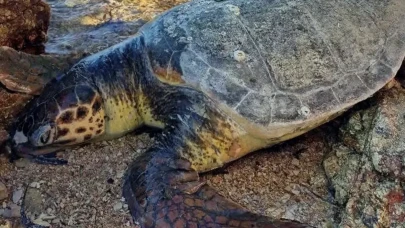 Ayvalık'ta üzücü olay: Deniz kaplumbağası ölü bulundu