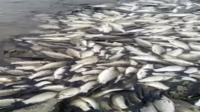 Tekirdağ’da gölette toplu balık ölümleri şok yarattı: Sebebi araştırılıyor