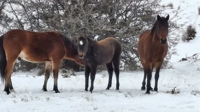 Beypazarı'nda yılkı atları görüntülendi