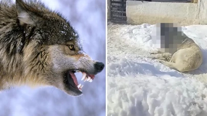 Görüntüye tepki yağıyor: Kurtla boğuşan kangalın son hali