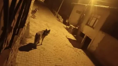 Kurtlar sokağa indi: Beypazarı’nda çöplerden yiyecek aradılar