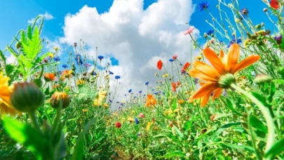 Cemreler ne zaman düşecek 2026? İşte cemre düşme takvimi, sırası ve tarihleri!