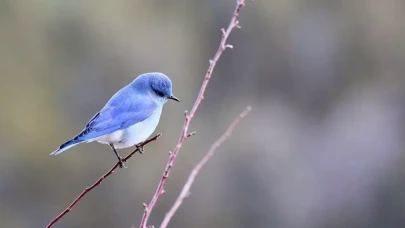 5 Ocak dünya ne günü?