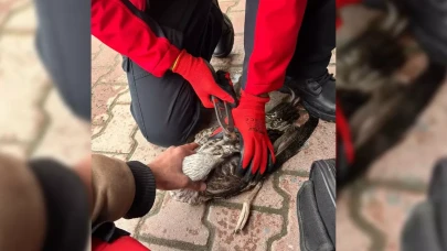 Oltadan kurtuldu, gökyüzüne döndü