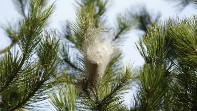 Samsun’da çam kese tırtılı alarmı: İnsan sağlığını tehdit ediyor