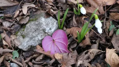 Avrupa resmen peşine düştü! Milli servetimizi kaçırmak istiyorlar