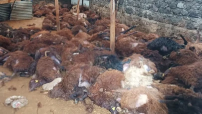 Bir gecede 200 koyununu kaybeden vatandaşı ağlatacak sürpriz