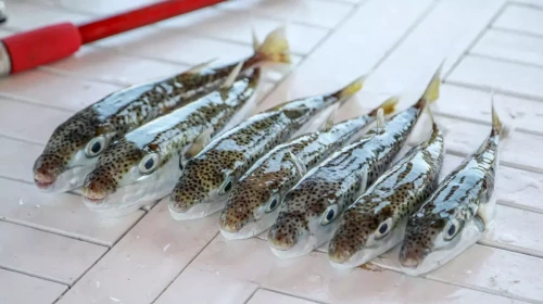 Bu balığı avladılar, 1 milyon 227 bin 144 lira destek aldılar