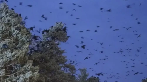 Erzincan'da karga istilası: Her akşam aynı saatte geliyorlar