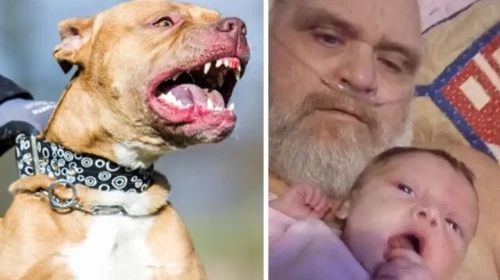 ABD'de pitbull dehşeti: Saldırıya uğrayan dede ve torunu hayatını kaybetti