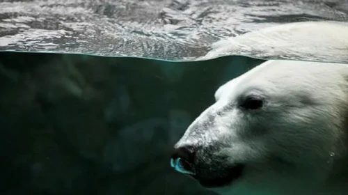 Küresel ısınma hayvanlardan bulaşan hastalıkları tetikleyebilir