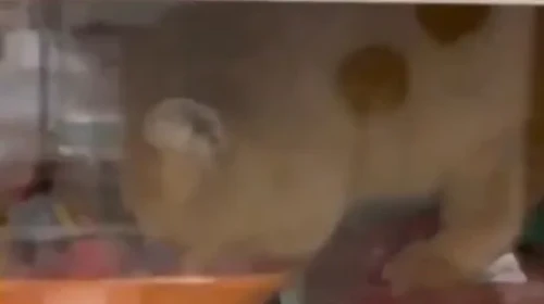 Beylikdüzü’ndeki zincir market görüntüleri tepki çekti