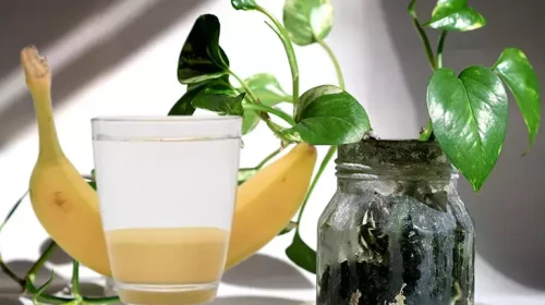 Bitkiler için muz kabuğu suyu faydalı mı? Muz kabuğu nasıl kullanılır?